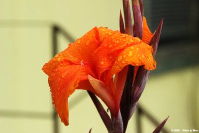 Things with Petals
