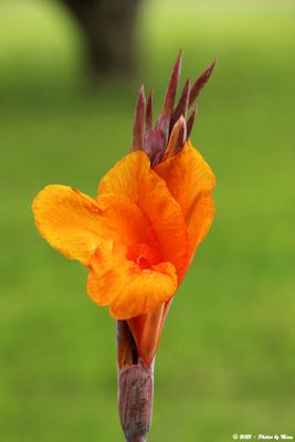 Things with Petals