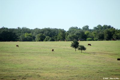 Things alongside the roads in Texas