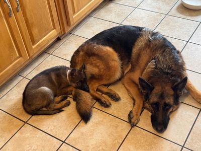 Bruce & Annika 8.5 Weeks