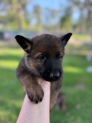 Annika @ 7 weeks in Ocala, Florida 2025