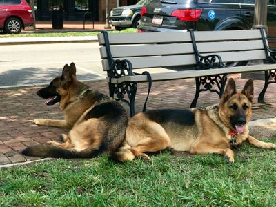 Thor lived w/us while Jeff was overseas - best pals