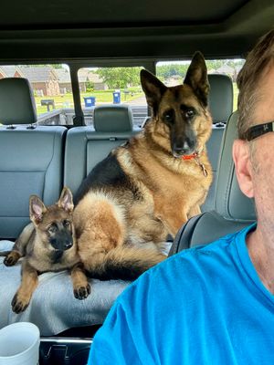 gsds