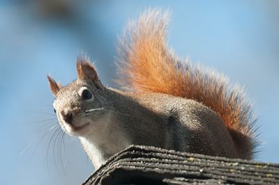Another View of the Red Squirrel