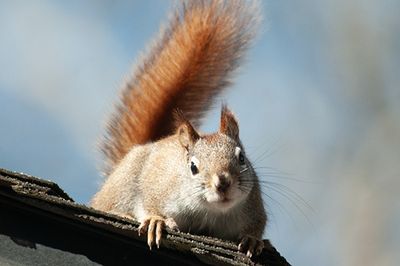 A Third View of the Red Squirrel