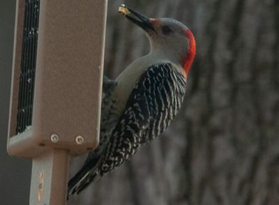 A Second Female Red-Bellied Woodpecker