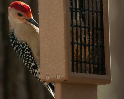A Second Male Red-Bellied Woodpecker