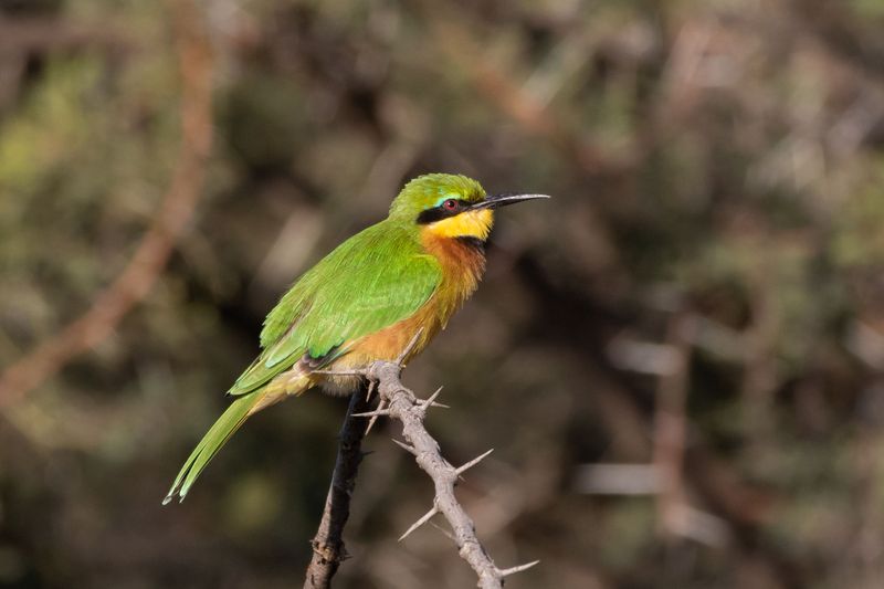little beeeater.jpg