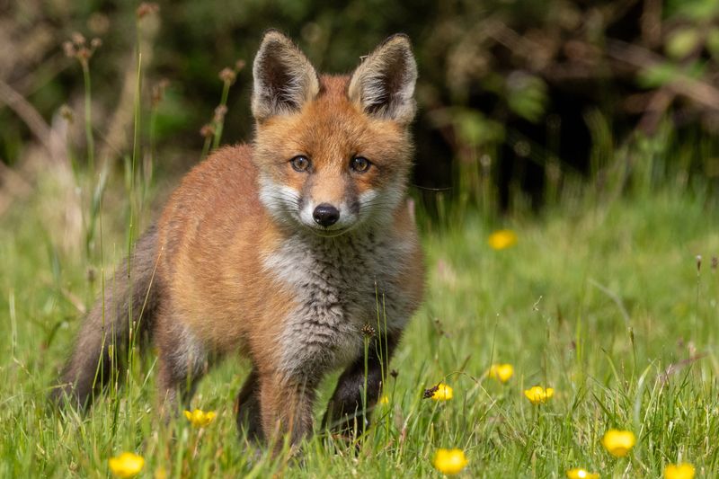 Fox