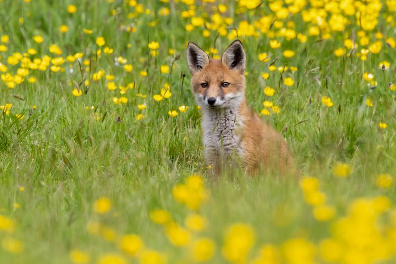Fox