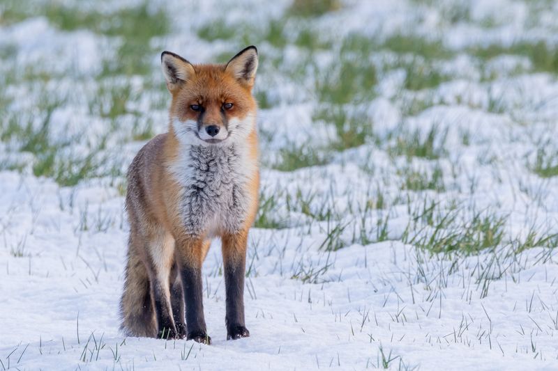 Fox