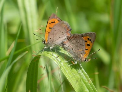 Small Coppers