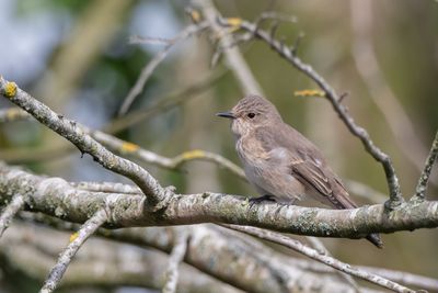 Spotted Flycatcher