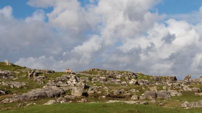 Landscape Ireland