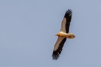 Canarian Vulture