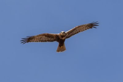 Marsh Harrier