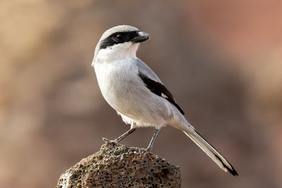 Southern Grey Shrike