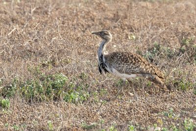 Houbara Bustard