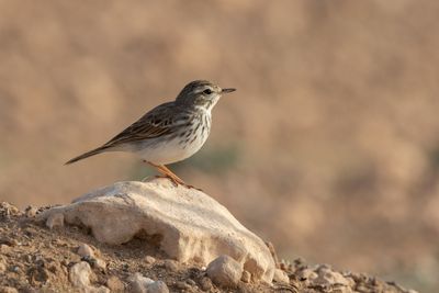 Berthelot's Pipit
