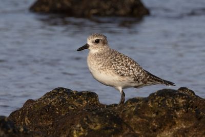 Grey Plover