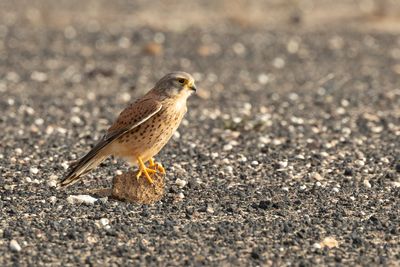 Kestrel