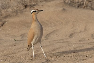 Cream-coloured Courser