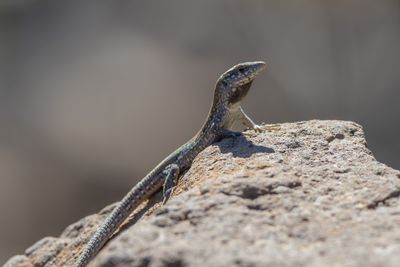 Atlantic Lizard