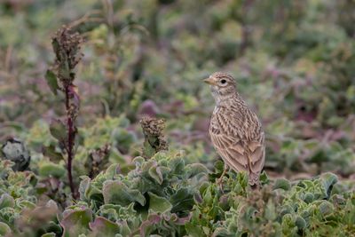 Lesser short-toed lark