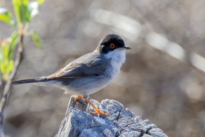 Sardinian Warbler