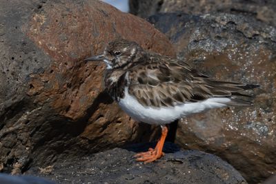 Turnstone