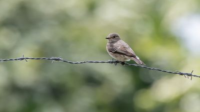 Spotted Flycatcher