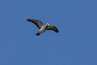 Stock Dove
