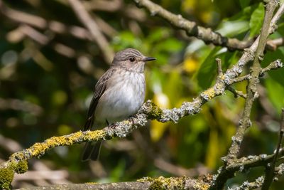 Spotted Flycatcher