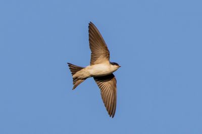 House Martin