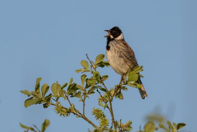 Reed Bunting