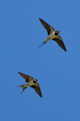 Swallows