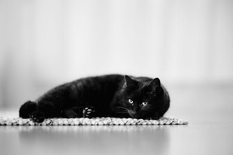 ANIMALS