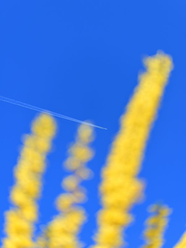g13/06/941206/2/175351863.93909726.JPEG
