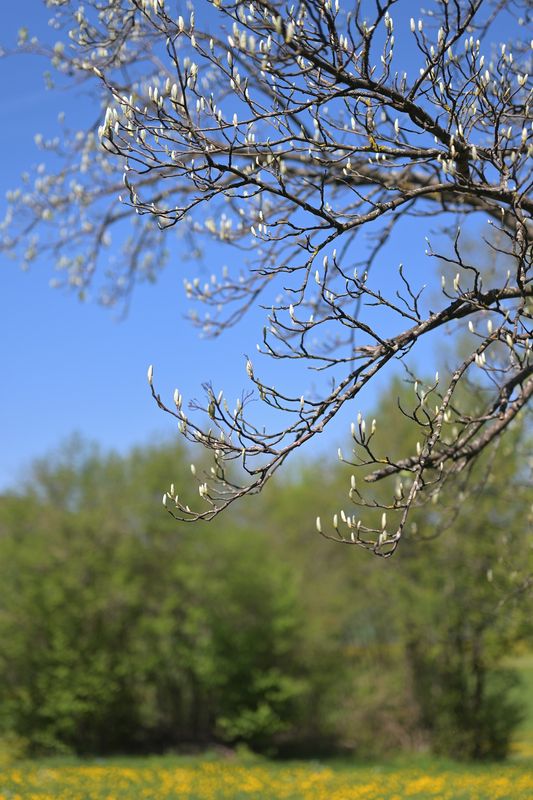 TREES