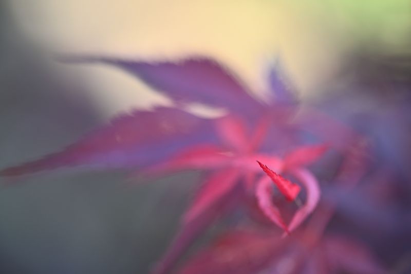 g13/06/941206/2/175438554.86db556d.JPEG