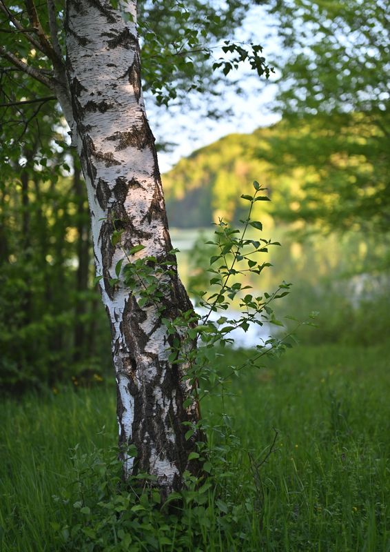 TREES