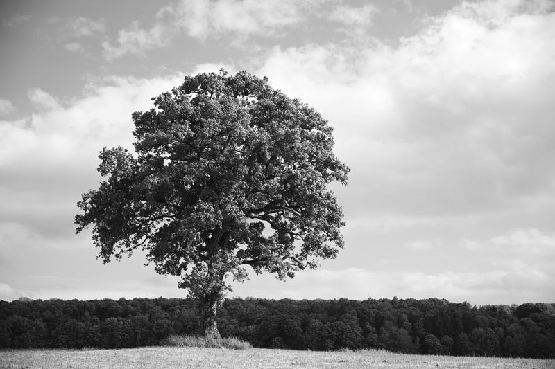 TREES