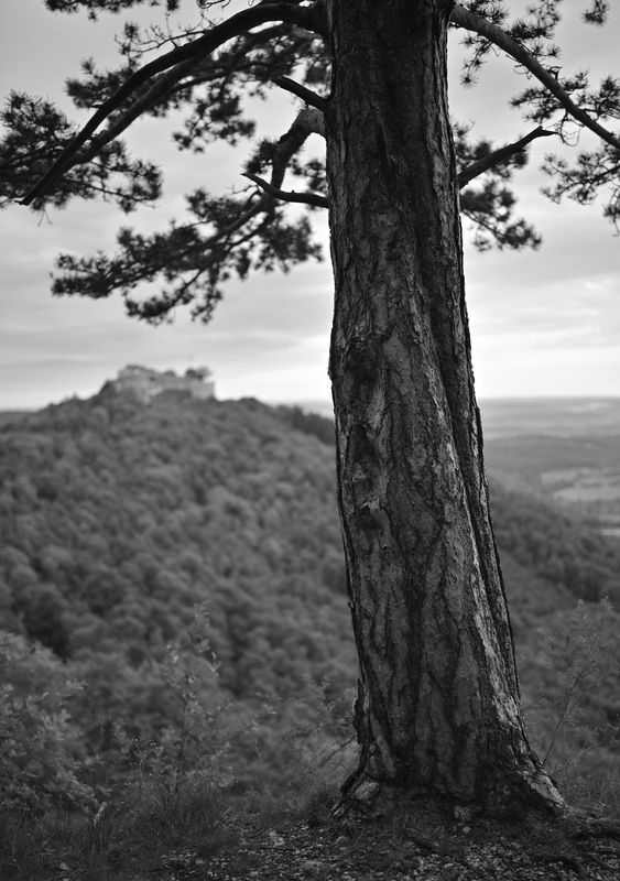 TREES