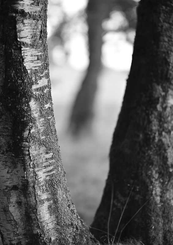 TREES