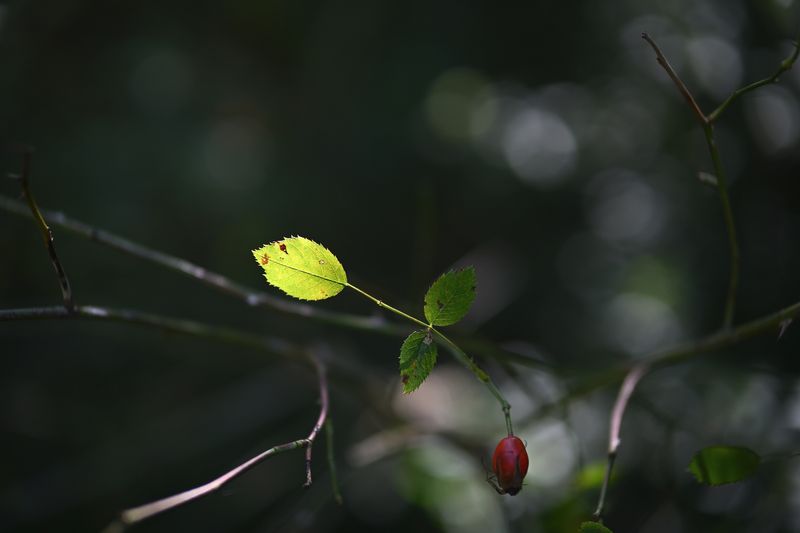 g13/06/941206/2/175744203.d778f87b.JPEG