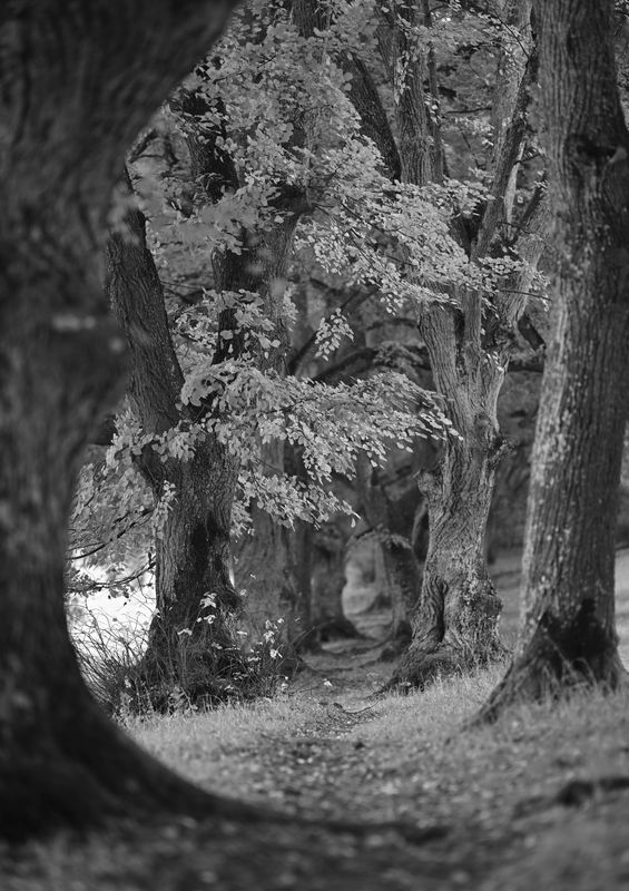 TREES
