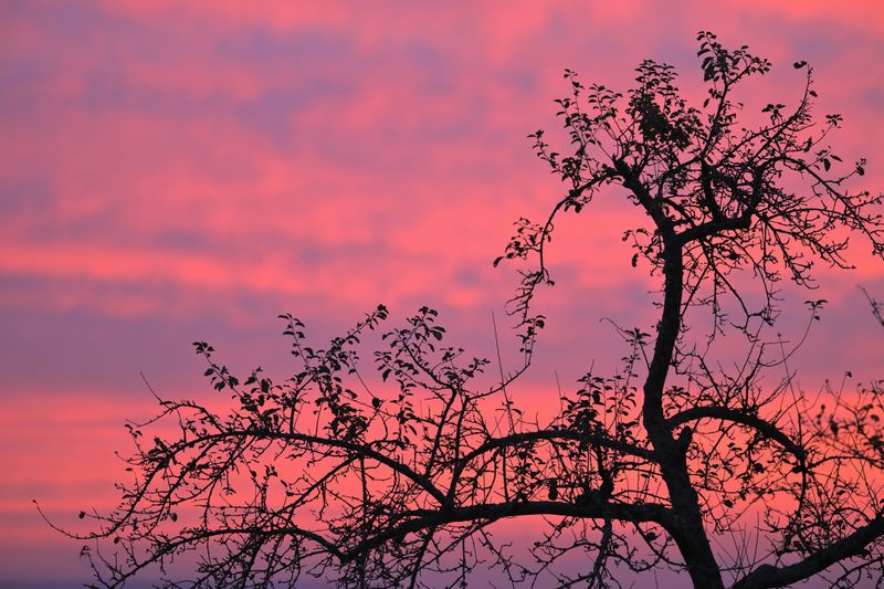 TREES