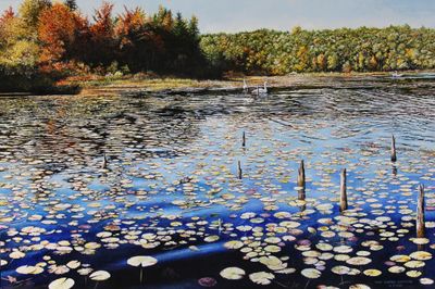 Tundra Swans on Pickerel Lake.JPG