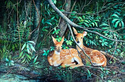 Twin fawns at the pond.JPG