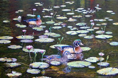Wood Ducks.JPG